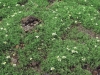Potamo crispi-Ranunculetum trichophylli