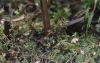 Scorpidio scorpioidis-Utricularietum