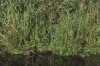 Thelypterido palustris-Phragmitetum australis