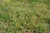 Veronicetum hederifolio-triphylli
