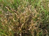 Veronico anagalloidis-Lythretum hyssopifoliae