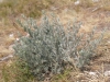 Artemisia campestris var. lednicensis