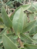 Aster amellus subsp. bessarabicus
