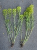 Euphorbia saratoi