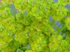 Euphorbia saratoi