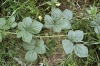Rubus fasciculatiformis