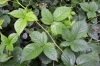 Rubus perlongus