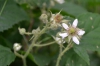 Rubus perlongus