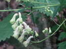 Aconitum lycoctonum subsp. lasiostomum
