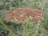 Angelica palustris