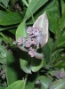 Bupleurum longifolium subsp. vapincense