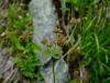 Bupleurum longifolium subsp. vapincense