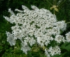 Heracleum mantegazzianum