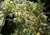 Laserpitium latifolium