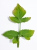 Smyrnium perfoliatum