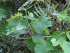 Vitis vinifera subsp. sylvestris