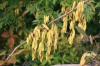 Fraxinus angustifolia subsp. danubialis