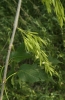 Fraxinus pennsylvanica