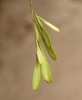 Fraxinus pennsylvanica