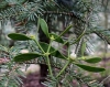 Viscum album subsp. abietis