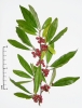 Elaeagnus umbellata