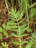 Valeriana excelsa subsp. procurrens