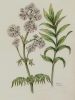 Valeriana officinalis