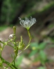 Valeriana tripteris subsp. austriaca