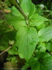 Valeriana tripteris subsp. austriaca