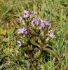 Gentianella praecox subsp. bohemica