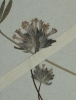 Asperula arvensis