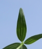 Galium boreale subsp. boreale