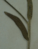 Anchusa azurea