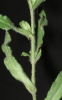 Anchusa officinalis