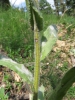 Cynoglossum montanum