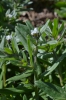 Lithospermum arvense subsp. arvense