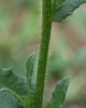 Lycopsis arvensis
