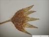 Myosotis arvensis