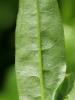 Myosotis palustris subsp. laxiflora