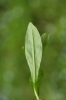 Myosotis palustris subsp. laxiflora