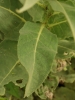 Verbascum densiflorum