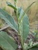 Verbascum x collinum