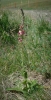 Verbascum x rubiginosum