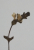 Euphrasia micrantha