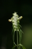 Melampyrum cristatum