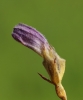 Orobanche purpurea