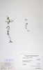 Callitriche cophocarpa