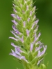 Pseudolysimachion orchideum