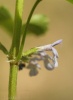Glechoma hederacea