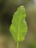 Salvia nemorosa